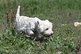 WESTIE 037